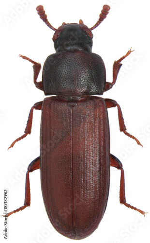 The red flour beetle Tribolium castaneum on oatmeal. It is a worldwide pest of stored products, particularly food grains. Isolated on a white background.