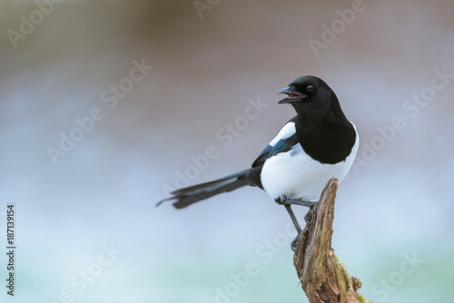 Eurasian magpie, Pica pica