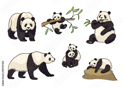 Set of Pandas- vector illustration