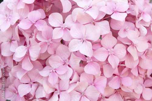 pink flower texture of hydrangea