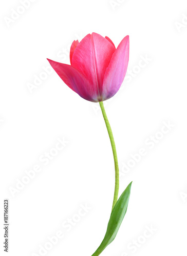 Tulip flower isolated on white background