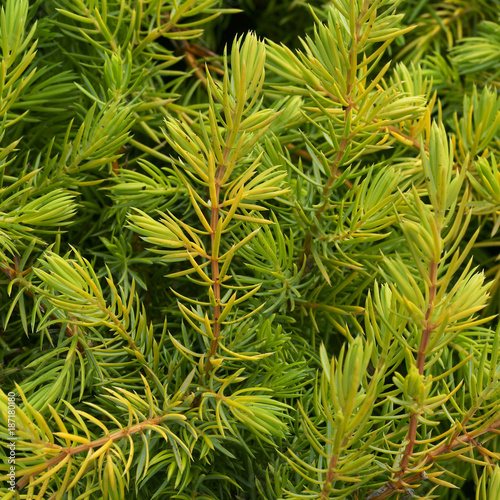 Juniperus conferta Aurea