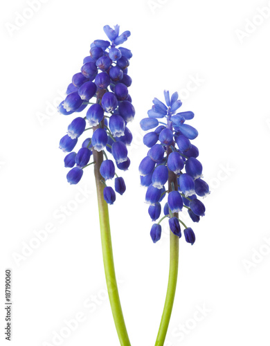 Two flowers of Muscari isolated on white background. Grape Hyacinth