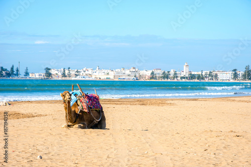 Camels on the beach in Essaouira