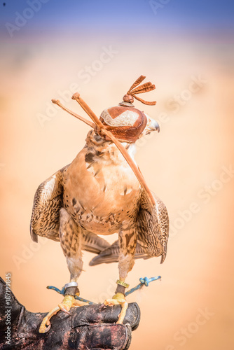 Peregrine falcon - Dubai Desert Conservatio Reserve - Al Maha - UAE