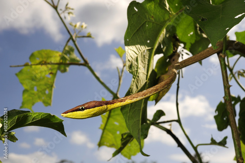 Erzspitzschlange (Oxybelis aeneus) - Brown Vine Snake /Honduras