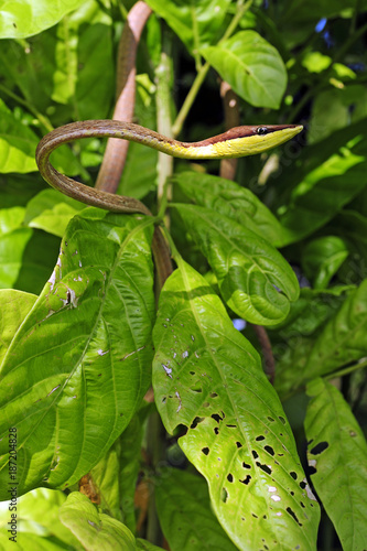 Erzspitzschlange (Oxybelis aeneus) - Brown Vine Snake /Honduras