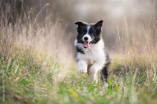 Running border collie puppy in winter time