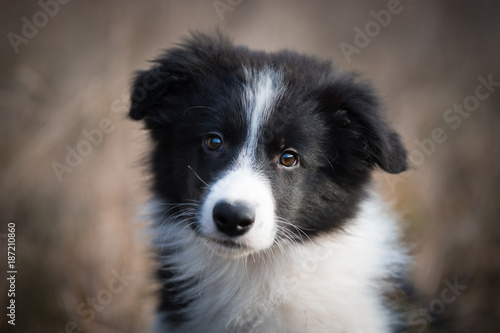 Head of border collie in field