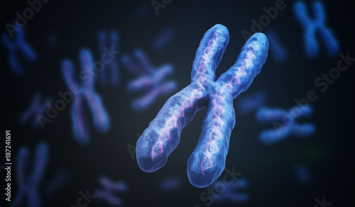X Chromosomes with DNA molecules. Genetics concept. 3D rendered illustration.
