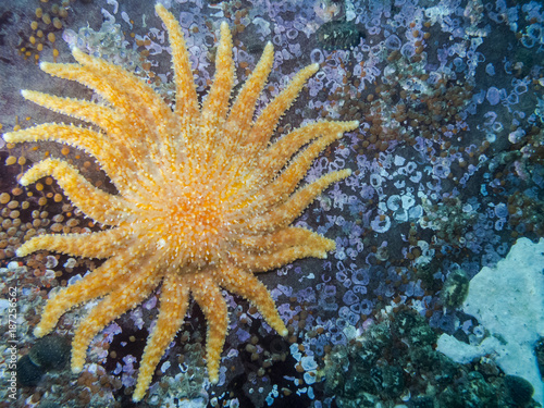 Sunflower Star (Pycnopodia helianthoides) One of British Columbia's largest starfish photographed while diving around the southern Gulf Islands.