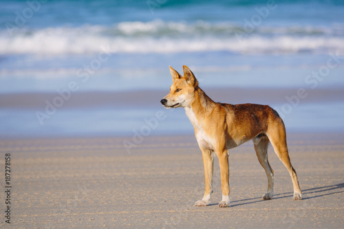 Dingo on the beach in Great Sandy National Park, Fraser Island Waddy Point, QLD, Australia