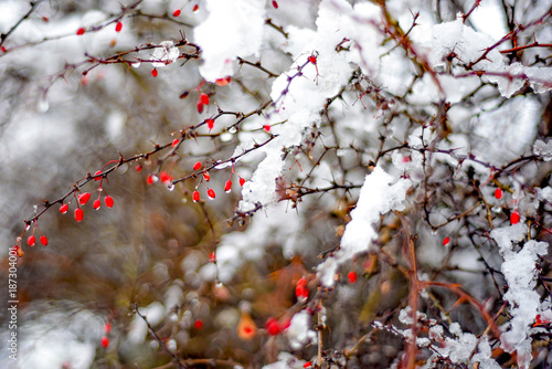 Berries on winter tree