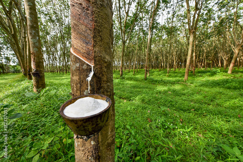 Rubber tree and bowl filled with latex.