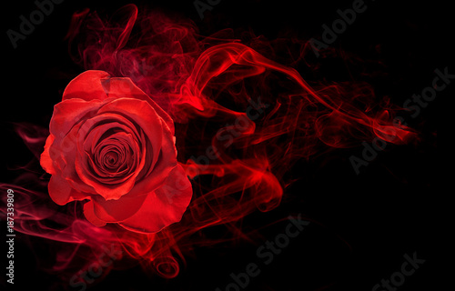 rose wrapped in red smoke swirl on black background