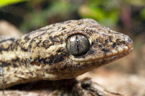 Rübenschwanzgecko (Thecadactylus rapicauda) - Turnip-tailed gecko