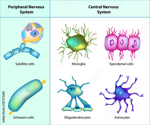 Types of Neuroglia: oligodendrocytes, astrocytes, microglia, schwann cells, satellite cells, ependymal cells. 