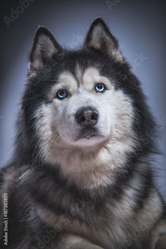 Syberian Husky