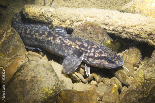 Burbot (Lota lota). Swimming freshwater fish Lota lota, underwater photography in the clear water. Live in the mountain creek. Beautiful river habitat. Wild life animal.