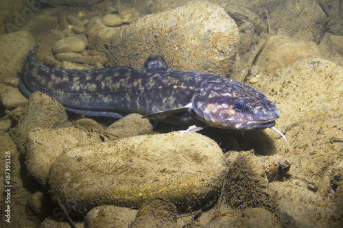 Burbot (Lota lota). Swimming freshwater fish Lota lota, underwater photography in the clear water. Live in the mountain creek. Beautiful river habitat. Wild life animal.