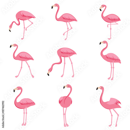 Cartoon pink flamingo vector set. Cute flamingos collection