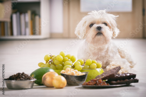 Little dog and food toxic to him