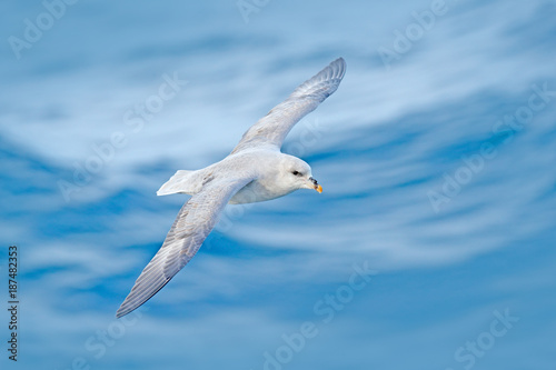 Northern Fulmar, Fulmarus glacialis, white bird, blue water, dark blue ice in the background, animal flight Arctic nature habitat, Svalbard, Norway. Bird in cold nature. Flying bird. Fulmar in fly.