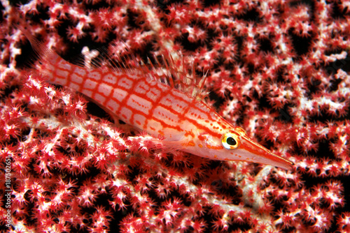 Long-nosed hawkfish on a coral fan