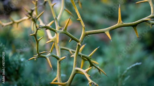 Close up of Thorns, or spine, prickle or pricker focus on thorn