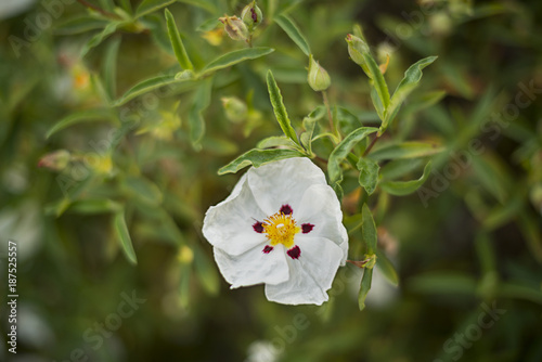 white laudanum rock rose