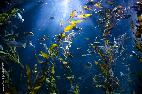 Underwater sea life with fishes, plants and light from sun rays