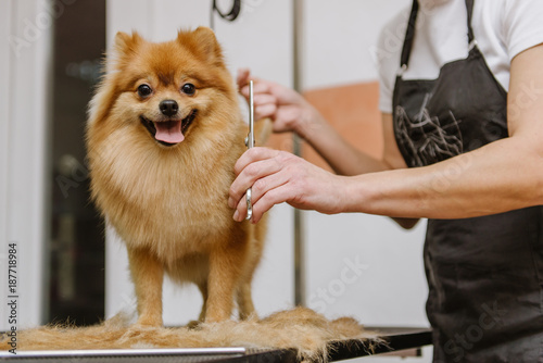 grooming dogs Spitz Pomeranian in the cabin
