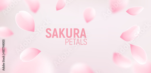 Pink sakura petals falling flower vector background. Romantic blossom sakura flower petals