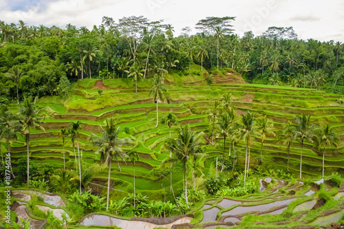 Balinese terraced rice fields, governed by a subak (irrigation system) in the Tegallalang area, Bali, Indonesia.