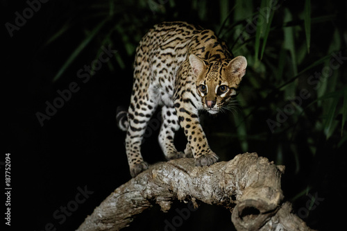 Very rare ocelot in the night of brazilian jungle, endangered and nocturnal species, leopardus pardalis in latin, wild animal in the nature habitat. Beautiful large ocelot male on a tree. Wild Brazil.