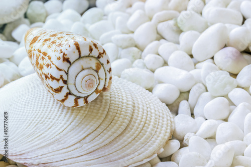 One sea shell