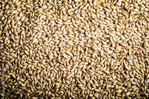 Pilsner Malt Beer Grain Texture