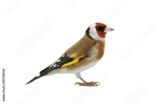 goldfinch