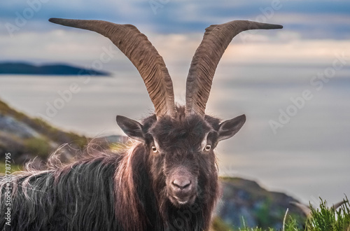 Wild mountain goat on the ocean front hills of the extreme north west of the Scottish Highlands.