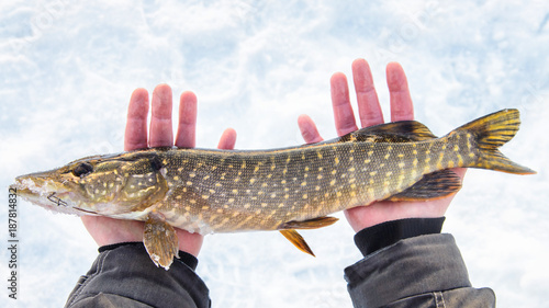 Freshly caught pike fish in hands, fisherman success. Winter ice fishing.