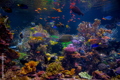 Tropical exotic fish and corals