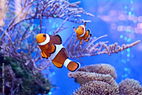 Clownfish, Amphiprioninae, in aquarium tank with reef as background.