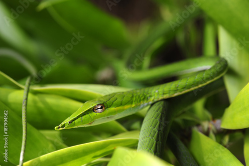 Baumschnueffler (Ahaetulla nasuta) - Green vine snake / Sri Lanka 