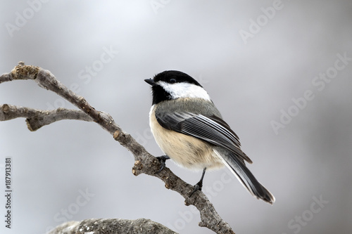 Chickadee