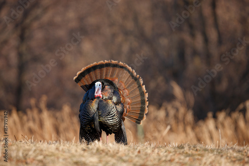 Wild Turkey