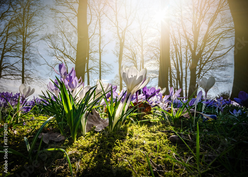 Krokusse auf einer Waldlichtung im Gegenlicht der Sonne