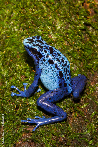 A close up of a Blue Poison Dart Frog