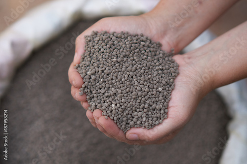 18-46-0 , Diammonium phosphate (DAP) fertilizers in farmer hand .