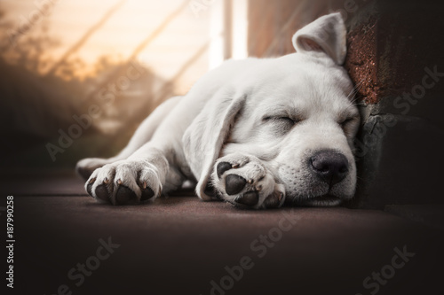 young cute labrador retriever dog puppy lies in the sun sleeping
