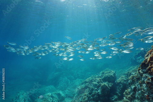 Spain Mediterranean sea underwater a school of fish seabreams salema porgy, Sarpa salpa, Catalonia, Costa Brava